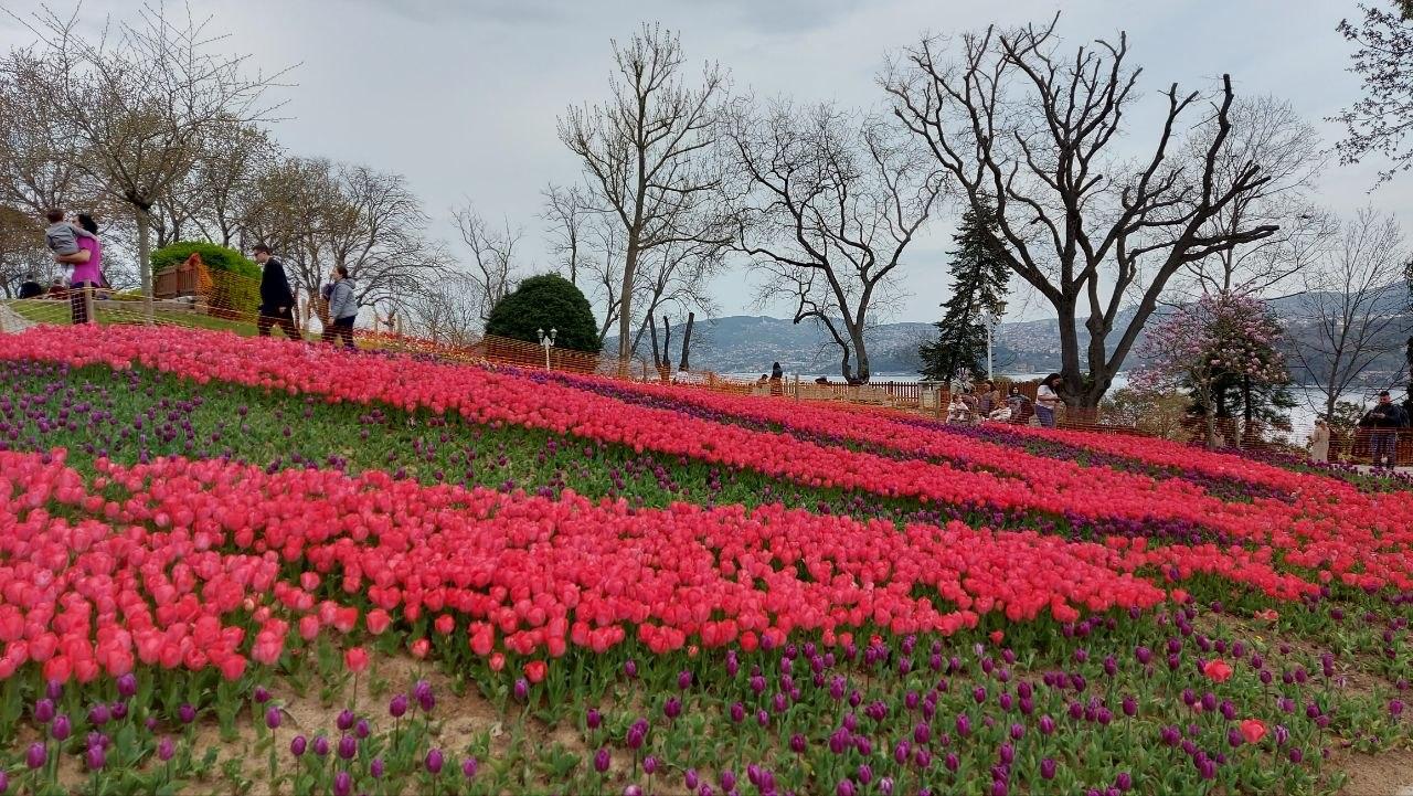 Фестиваль тюльпанов в Стамбуле: цветочное безумие весны 2023 года