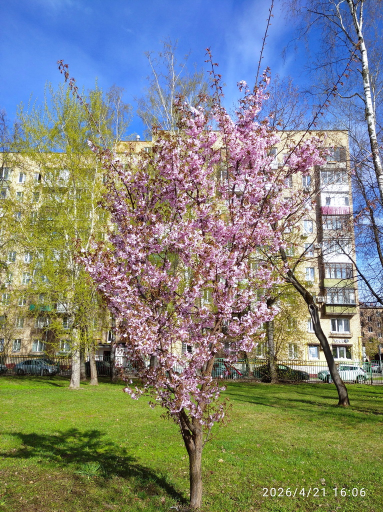 https://i7.imageban.ru/out/2026/04/21/655eea36c96ee4952cf6fc19bef36389.jpg