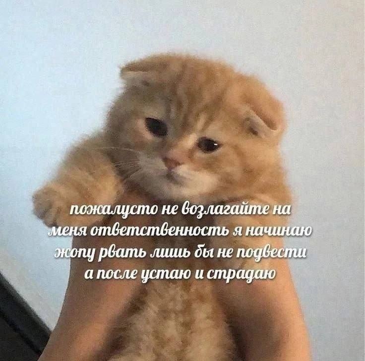 G9BjHgt2oOnnrNQhmokmZ3iBpW9ojf6i3e-aAPuA2H6cozZHrVJ7ppvgVD3o7TWfNXHO3WG9SmnMu-BU0RHqlPcA.jpg
