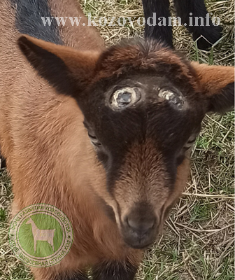 Ассоль 1 Kva goats.jpg