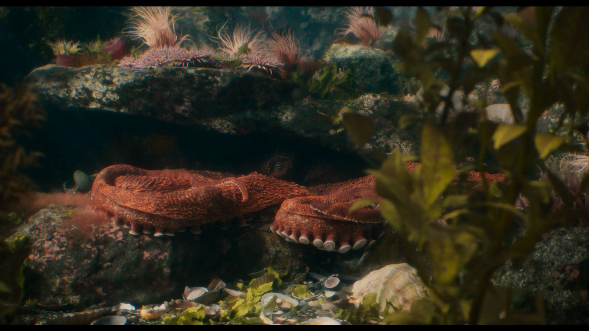 Remarkably.Bright.Creatures.2026.1080p.NF.WEB-DL.DDP5.1.Atmos.H.264.seleZen.mkv_20260508_225157.440.png