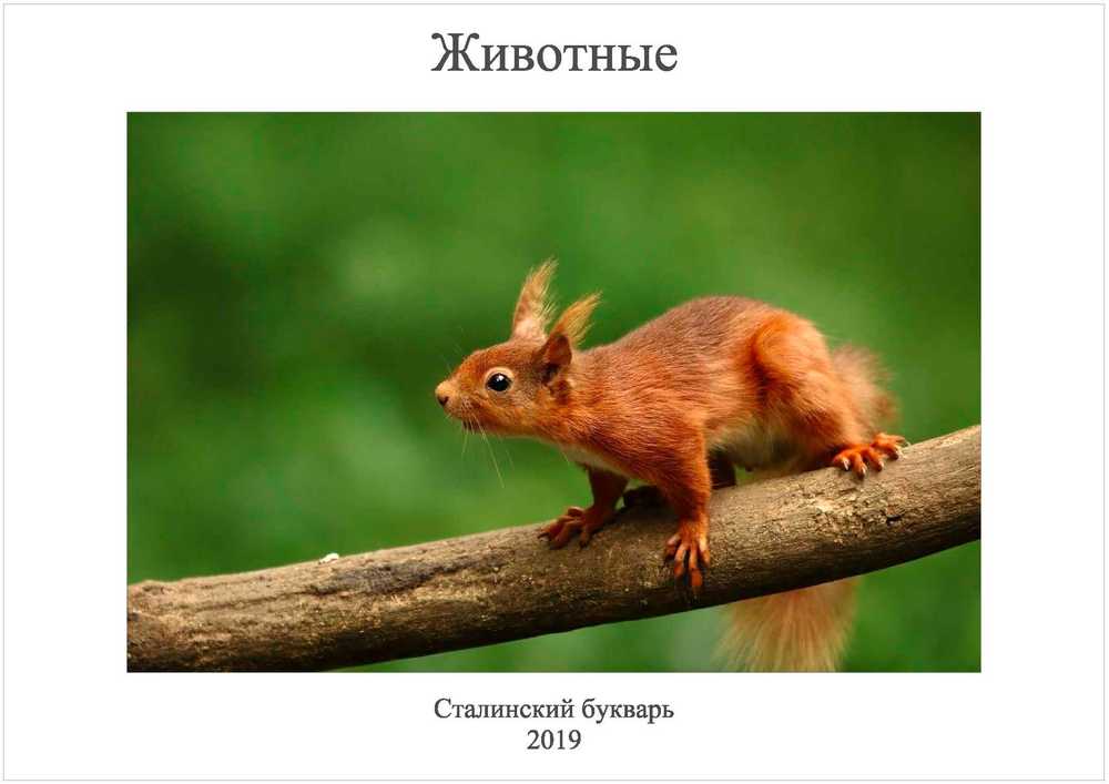 Чтение - Сталинский букварь - Пособие. Животные - 2019_1p.jpg