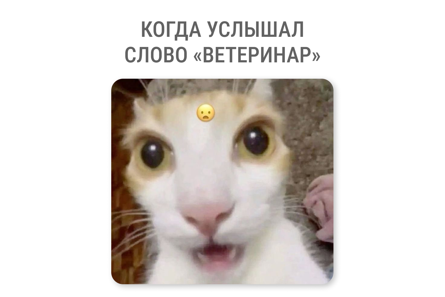20 забавных мемов о котах, которые порадуют каждого владельца