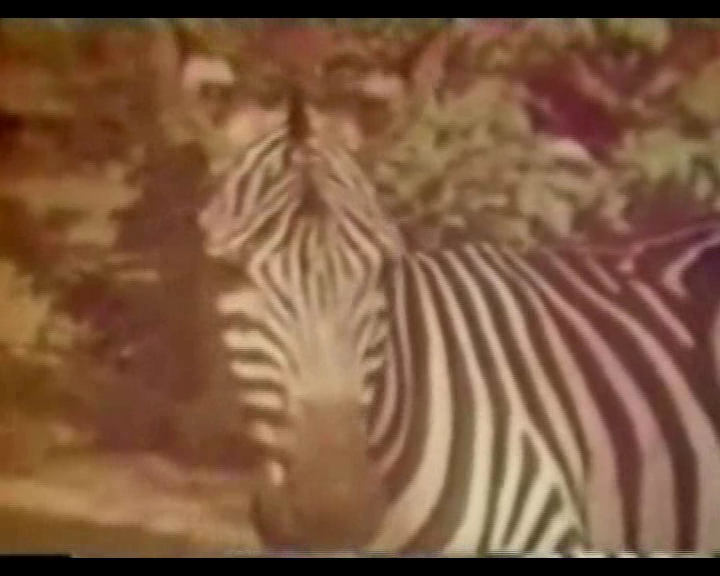 002_VHSRip.png