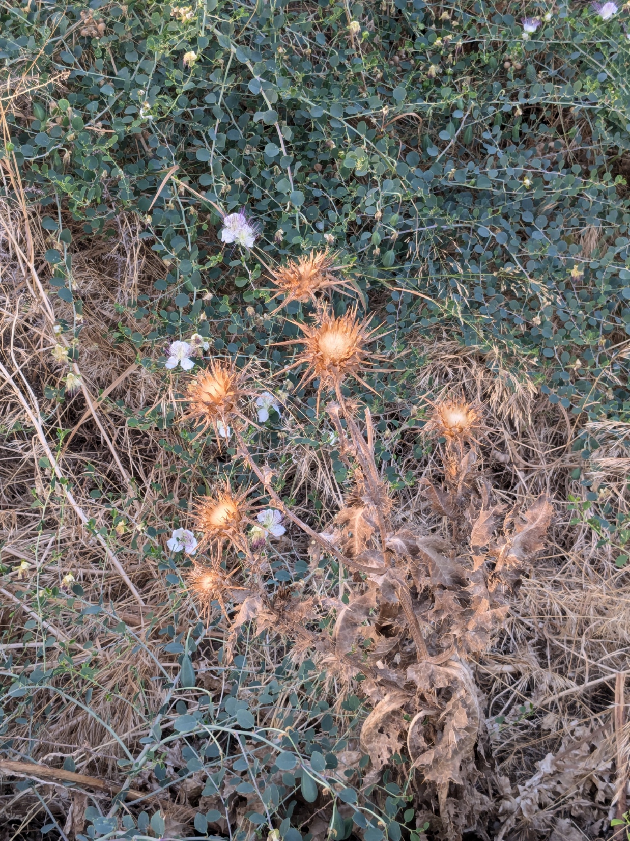 PXL_20240629_025943238.jpg