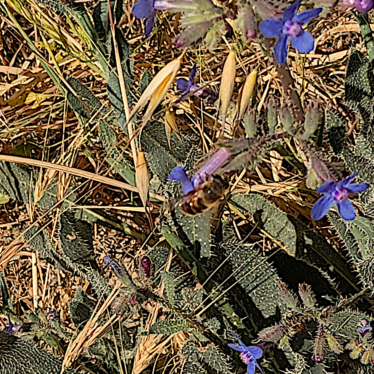 Delphinium denudatum и пчела на нём_20260422_052744884[1].jpg
