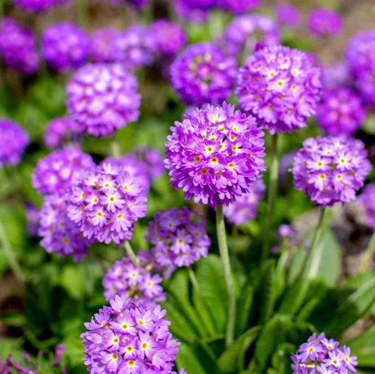 Примула Зибольда Lilac р7
