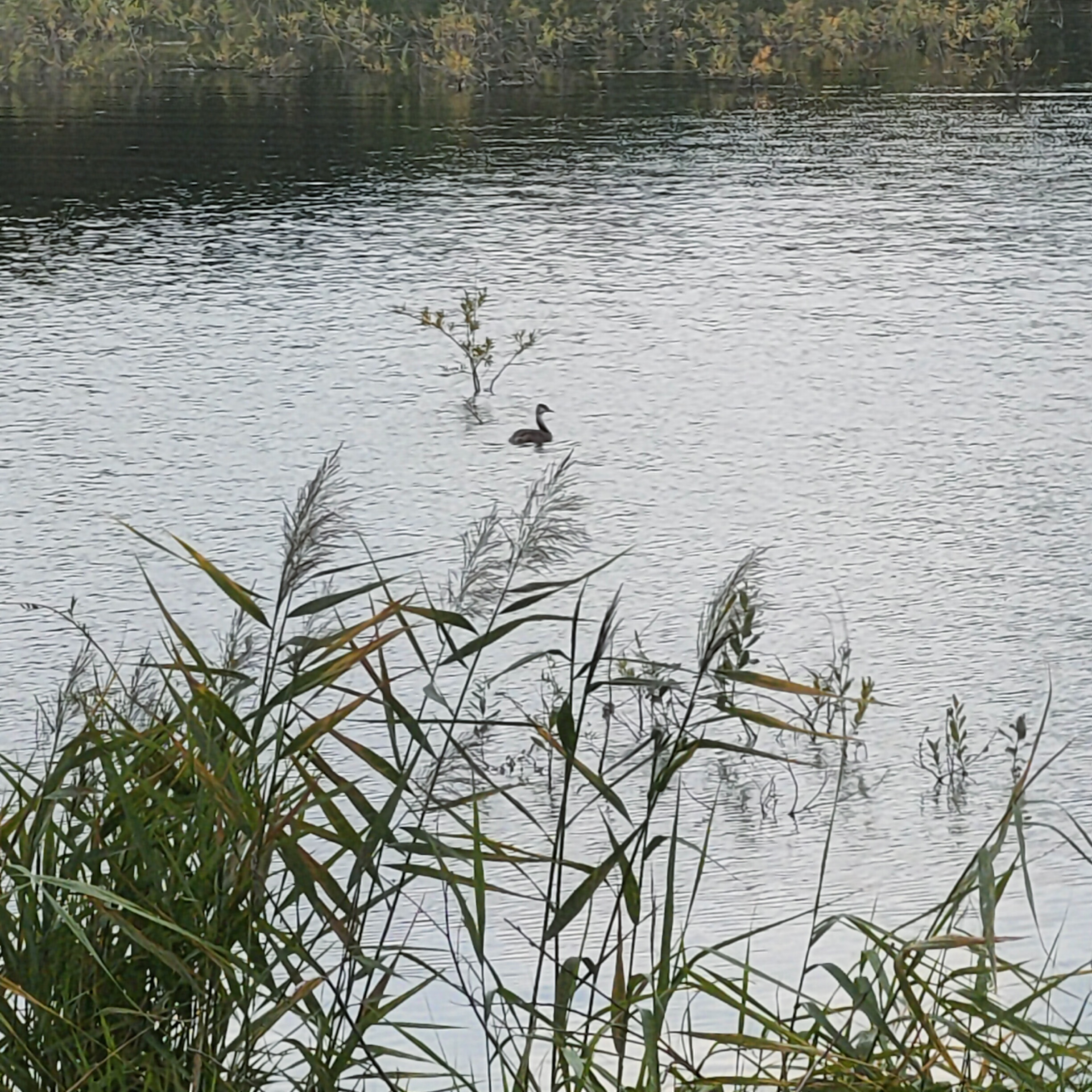 IMG20260806124242.jpg