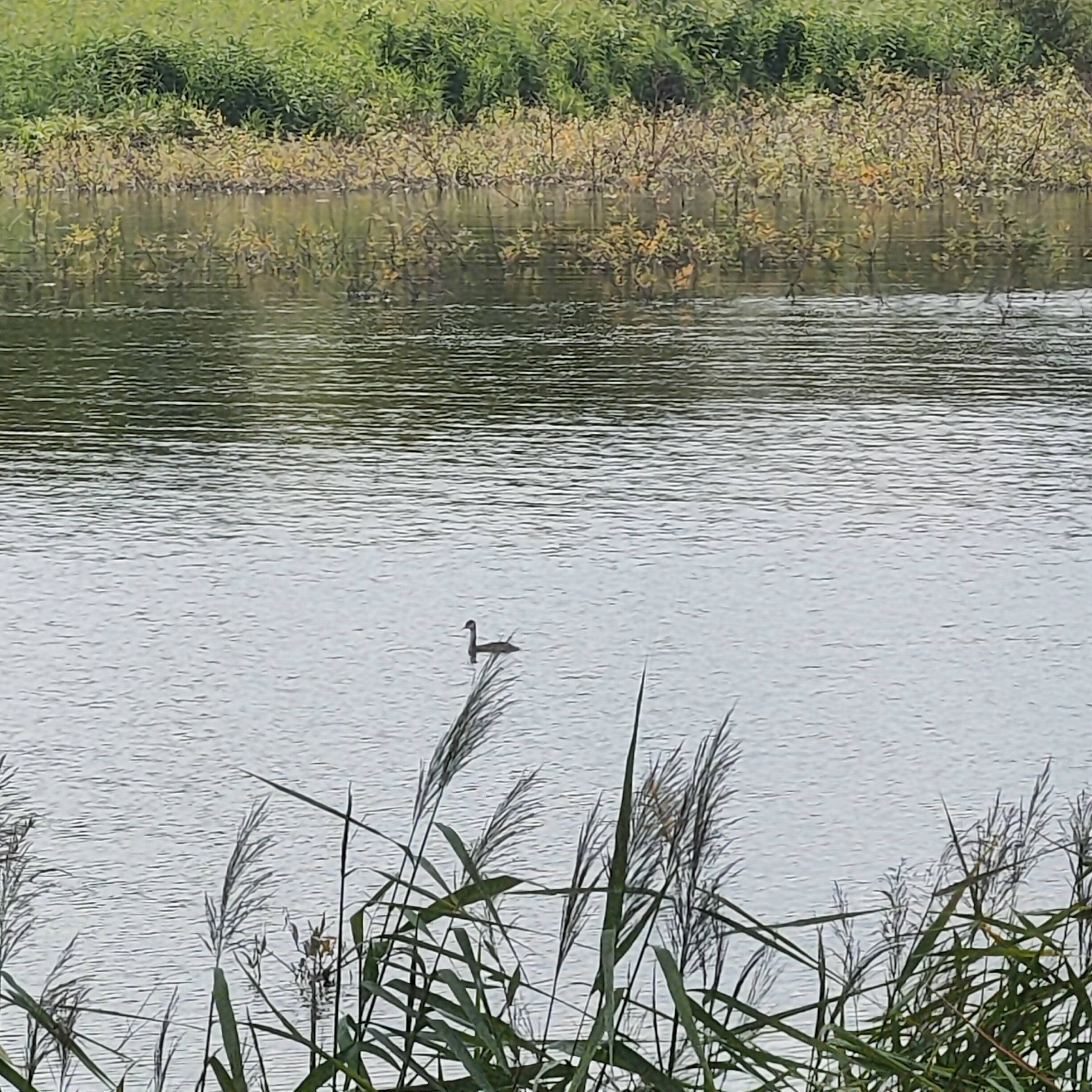IMG20260806124333.jpg