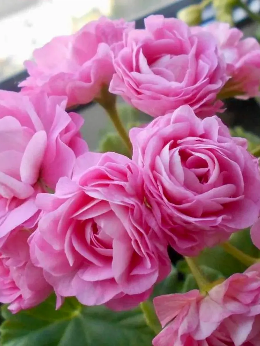 73. Пеларгония Princess Filippa р7