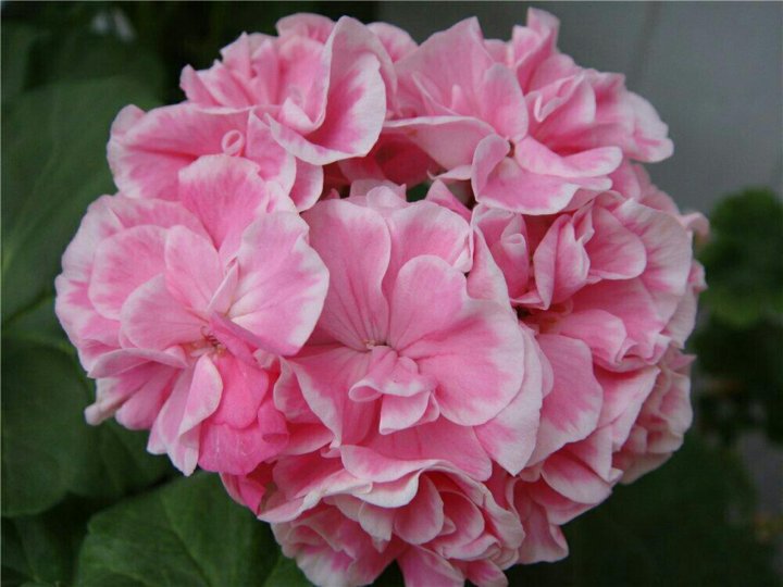 36. Пеларгония Frou Frou р7 36. Пеларгония Frou Frou р7
