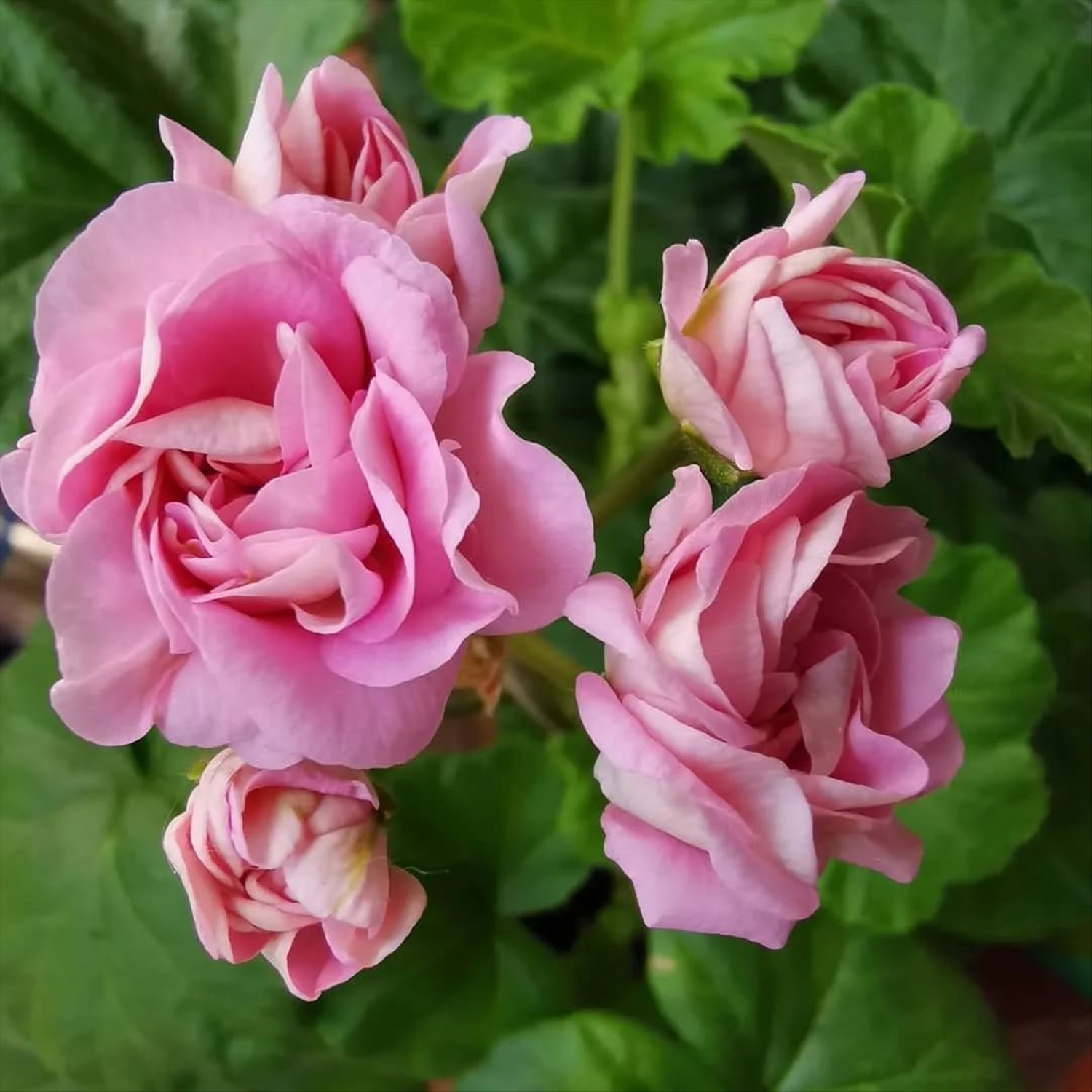 34. Пеларгония Miss Rose р7 34. Пеларгония Miss Rose р7