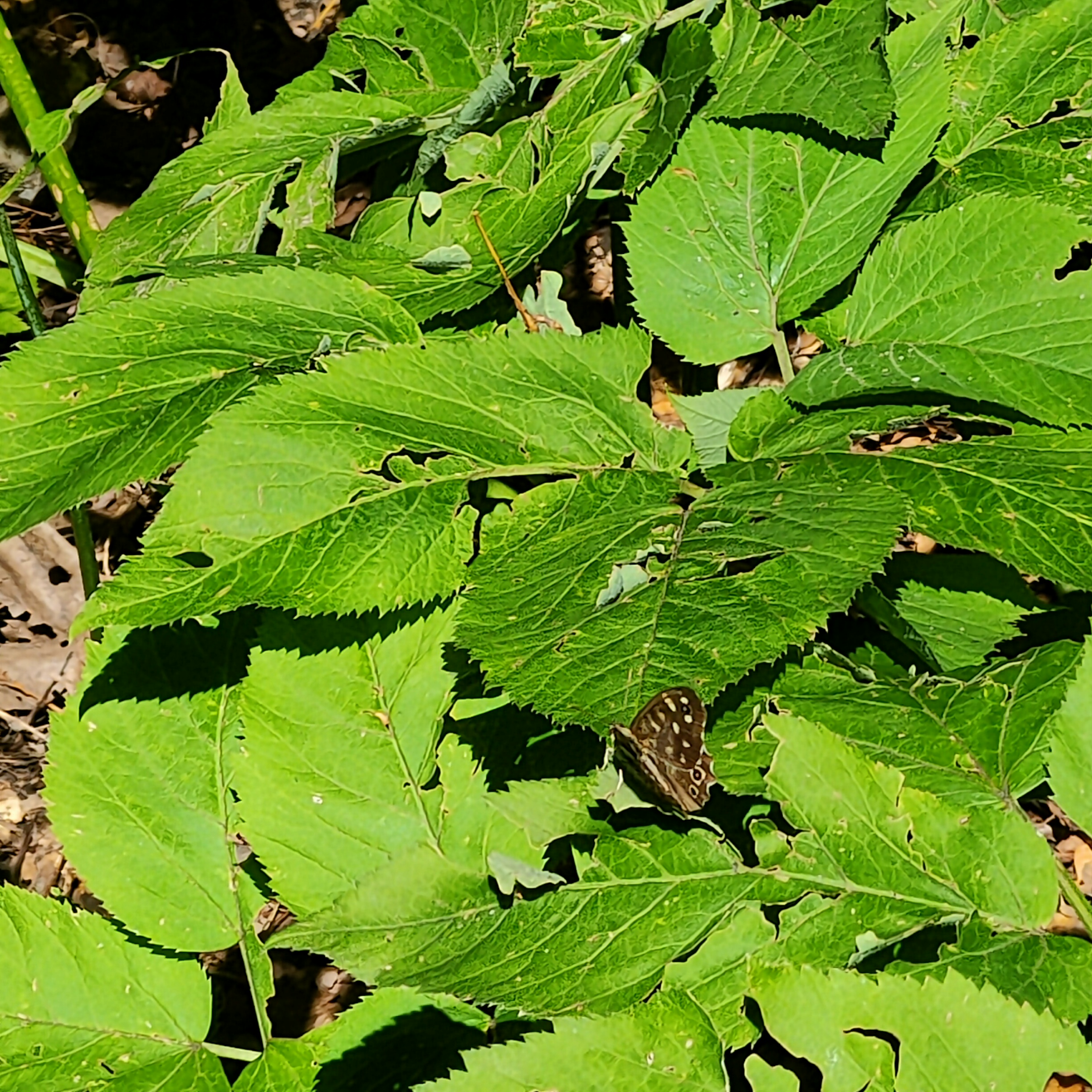 IMG20260810125341.jpg