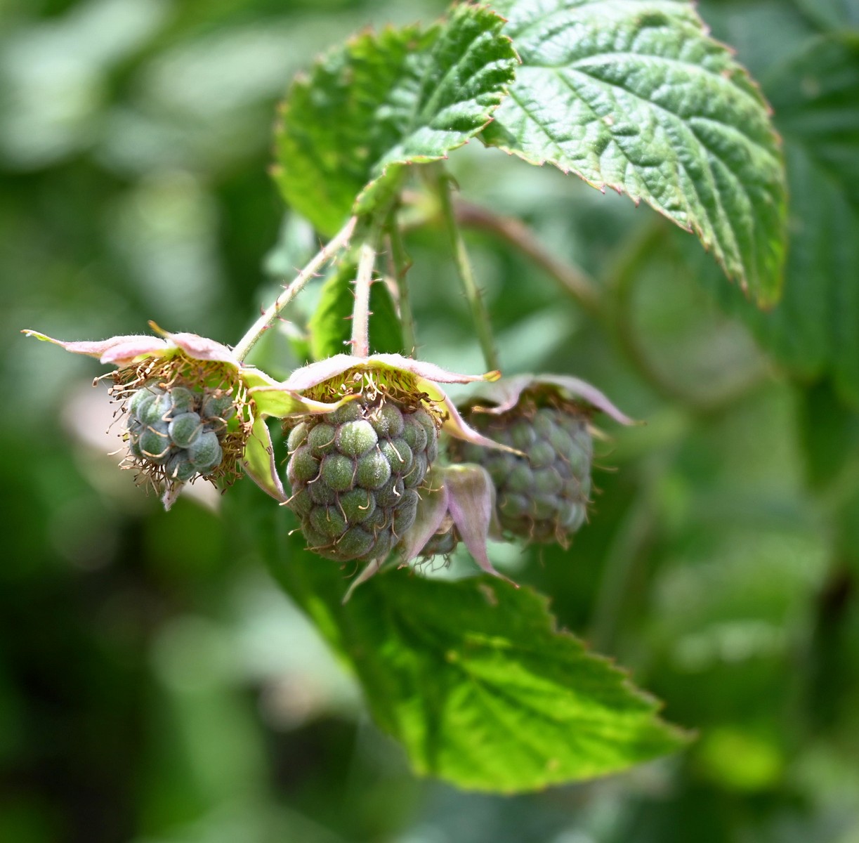 DSC_0454.jpg
