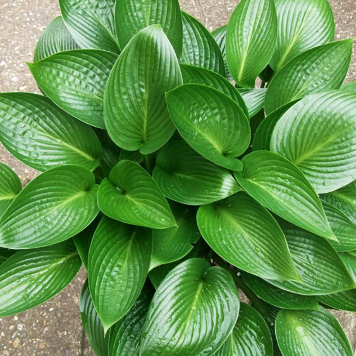 Хоста Devon Green р9/ОКС