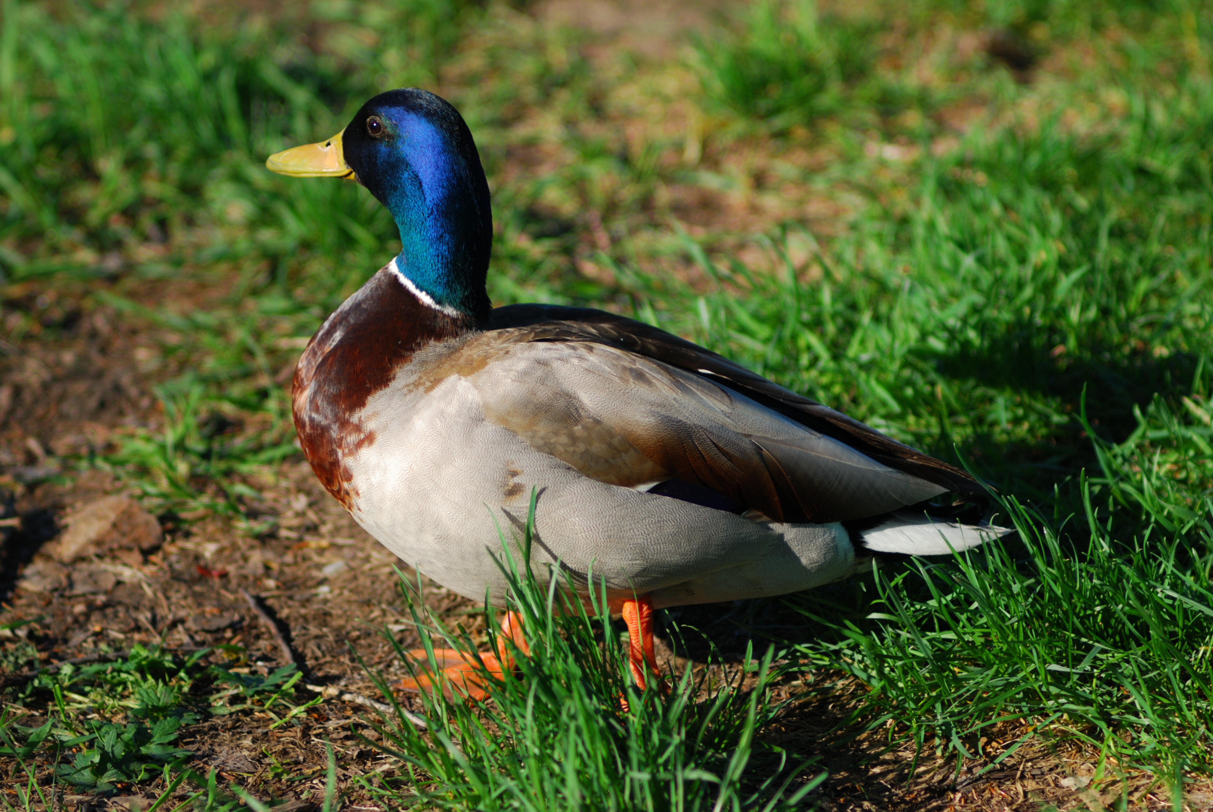 DSC_0841.JPG