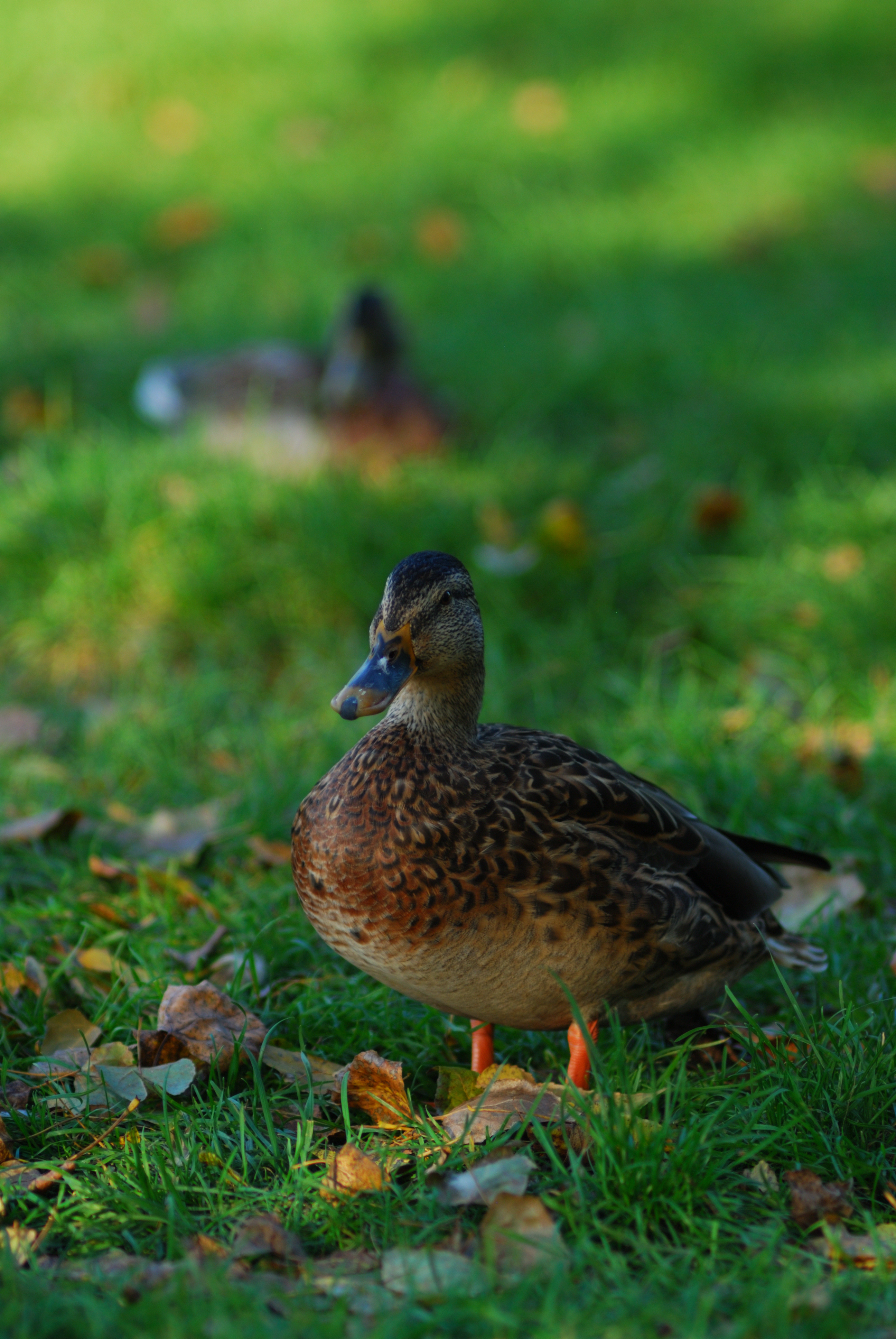 DSC_3040.JPG