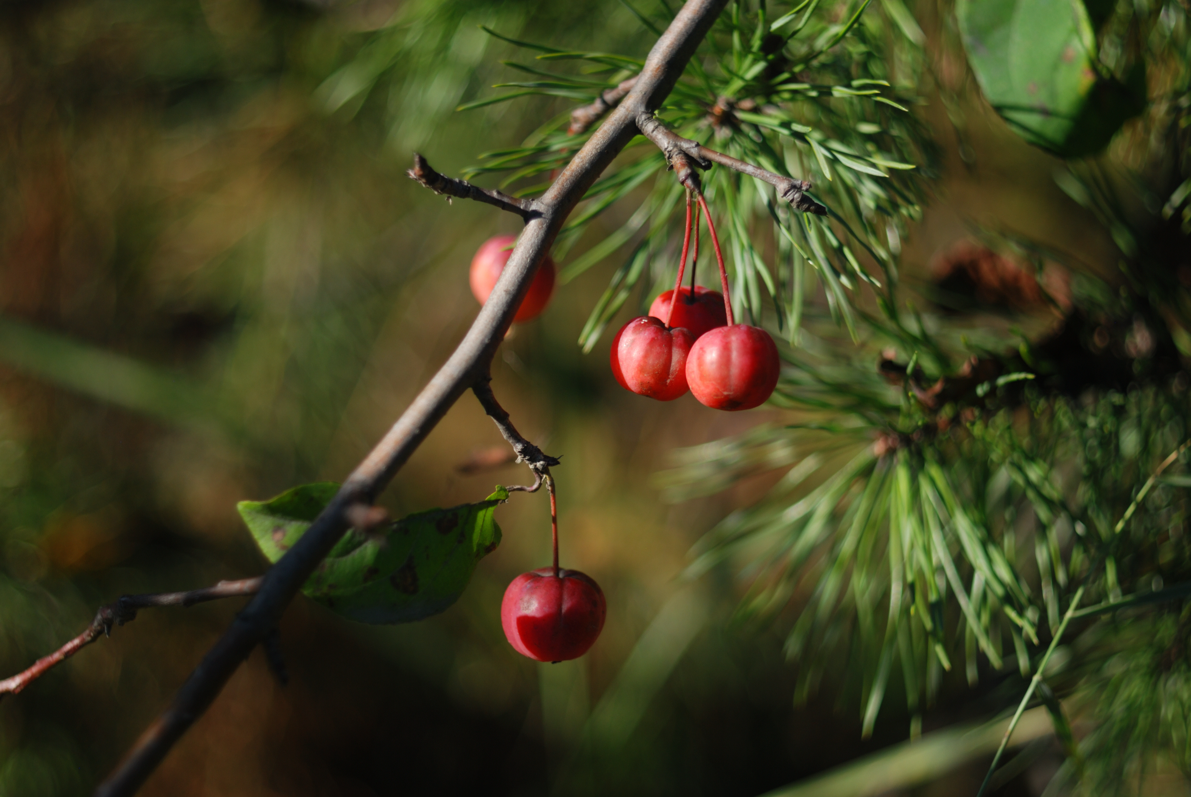 DSC_3343.JPG