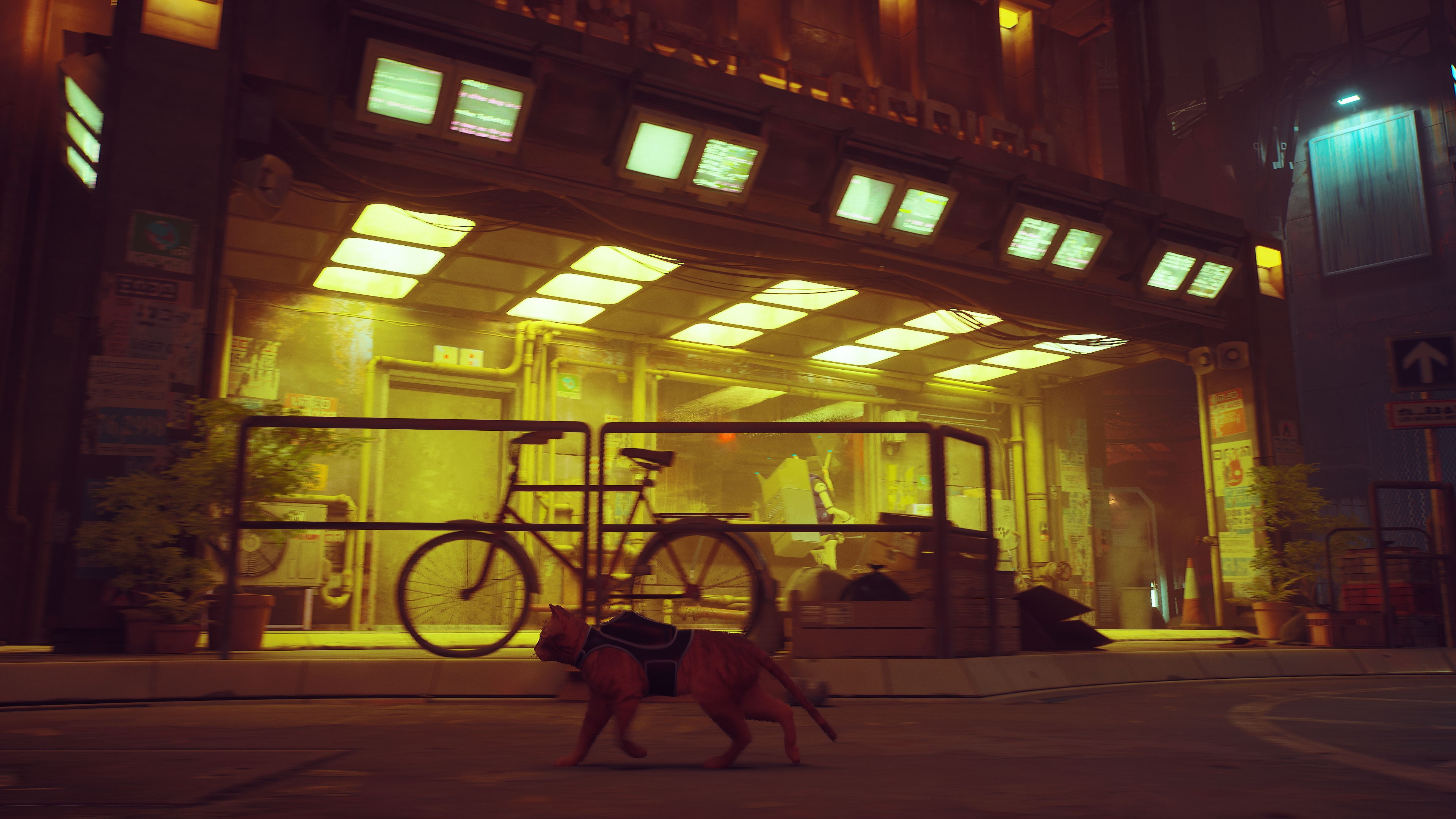 stray-1.jpg